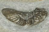 Detailed Scabriscutellum Trilobite - Morocco #359139-3